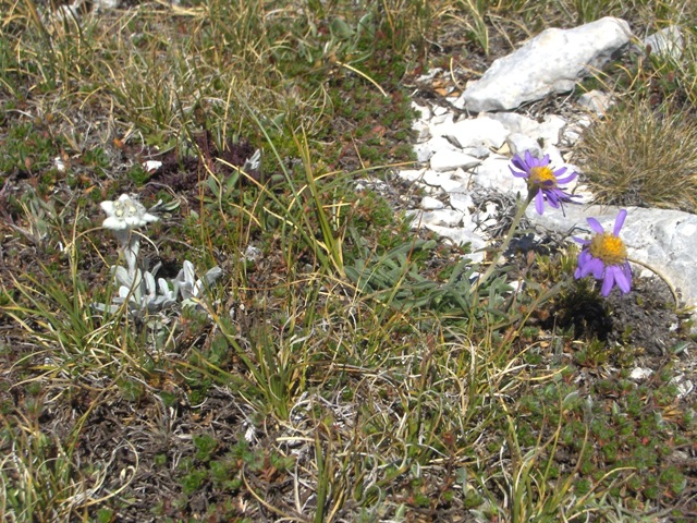 Aster alpinus